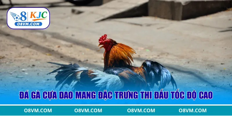 Đá gà cựa dao mang đặc trưng thi đấu tốc độ cao