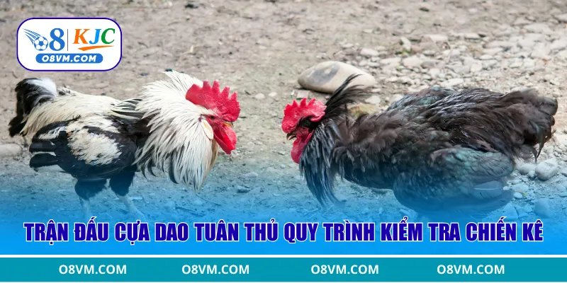 Trận đấu cựa dao tuân thủ quy trình kiểm tra chiến kê